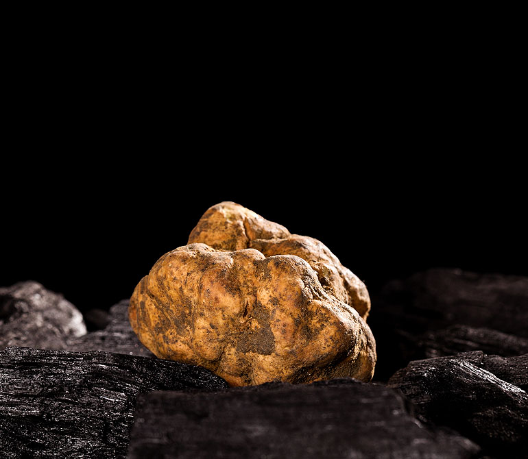 esemplare di tartufo bianco del lago di garda